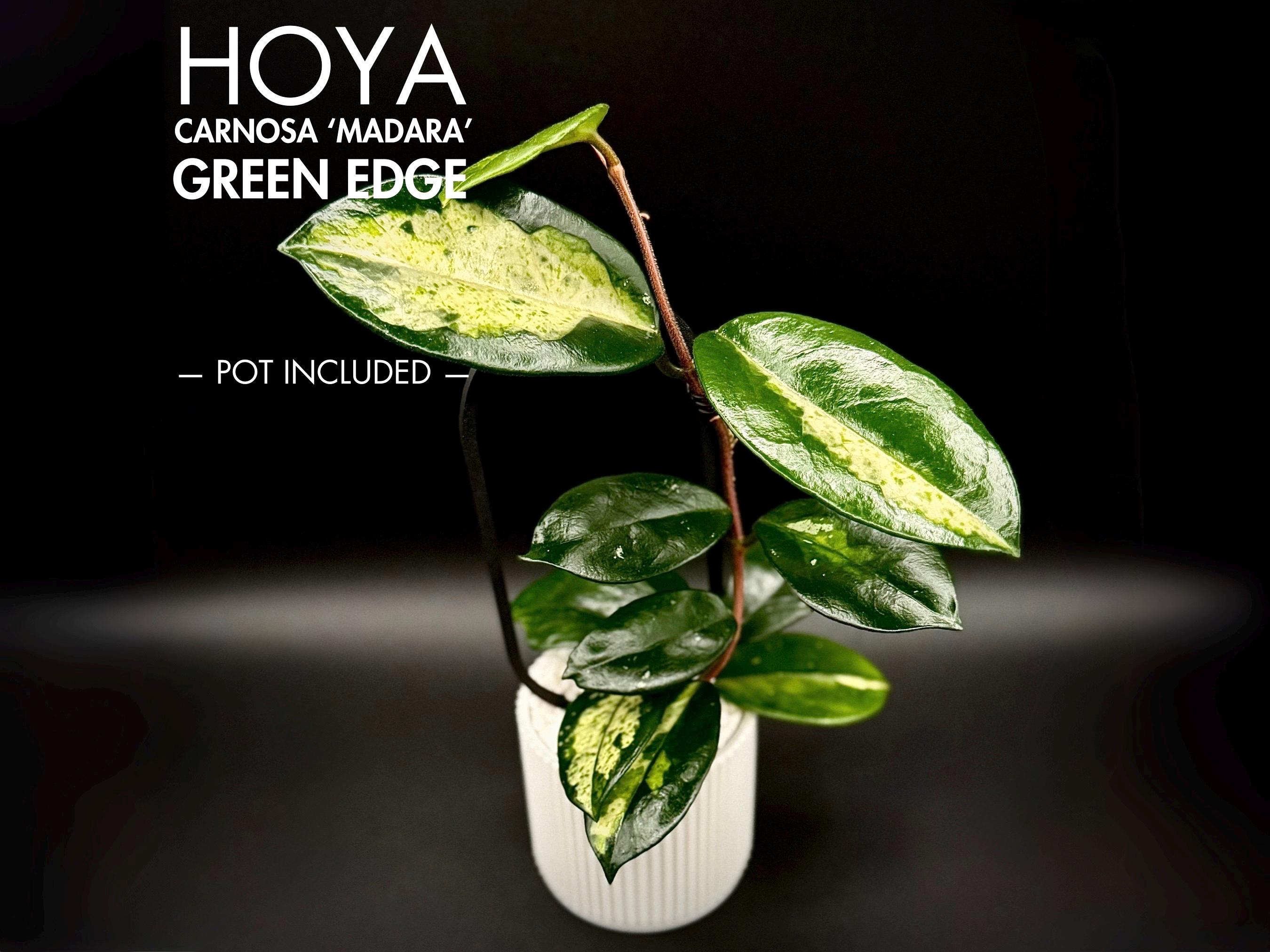 Hoya Carnosa Madara Green Edge Rare Houseplant - Etsy