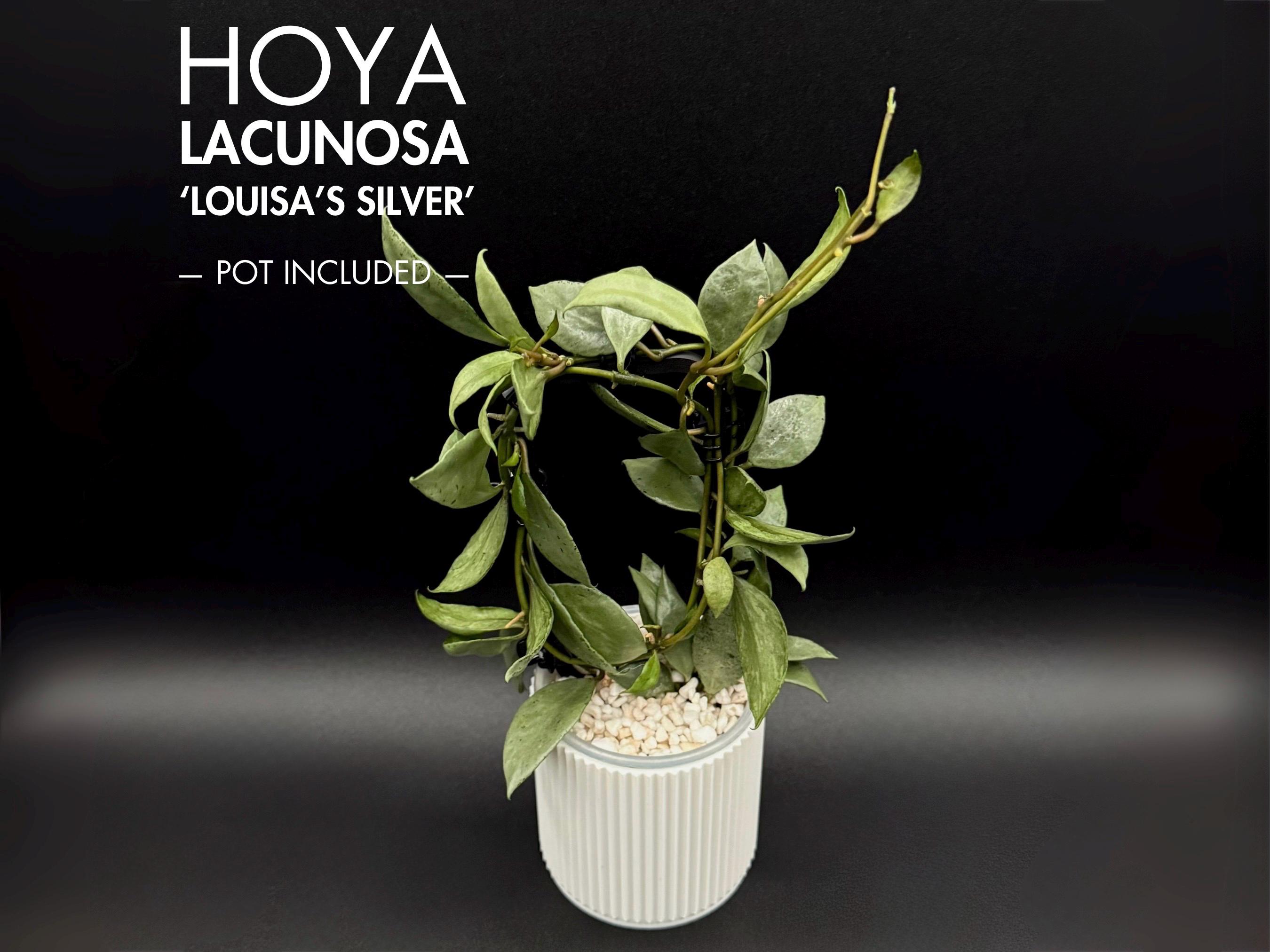 Rare Hoya Lacunosa Louisa's Silver Live Plant - Etsy