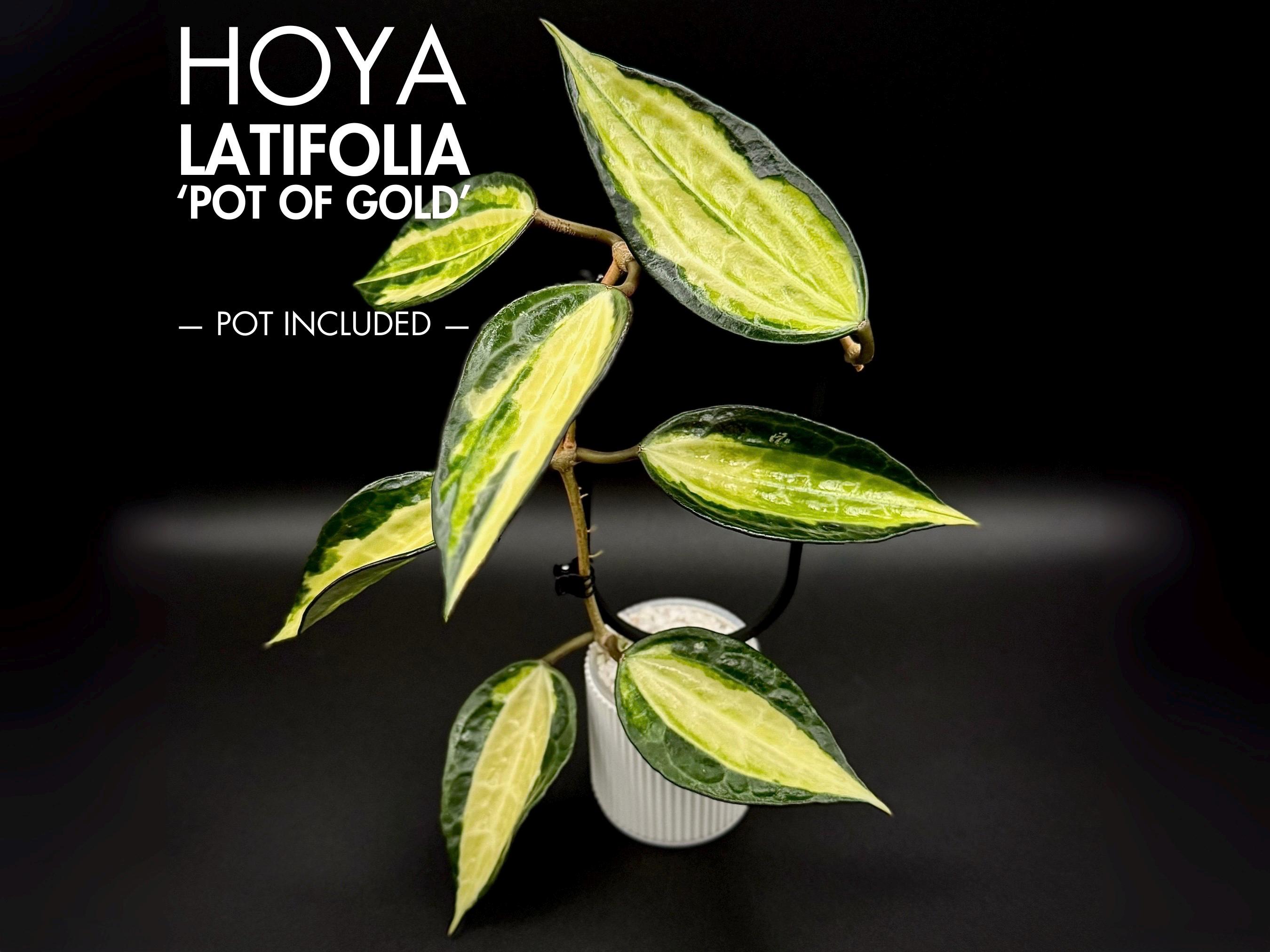 Rare Hoya Latifolia Pot of Gold Houseplant - Etsy