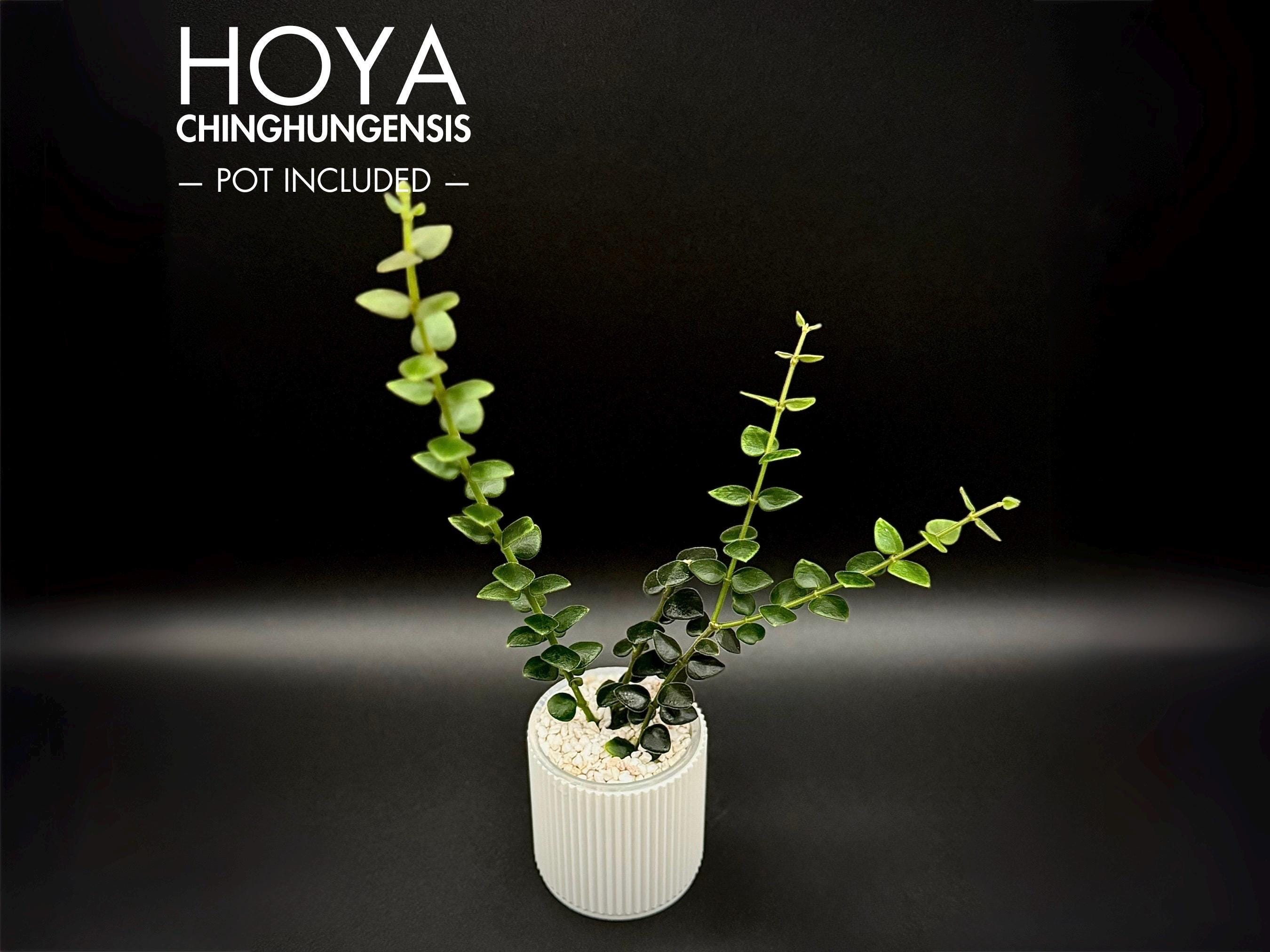 Rare Hoya Chinghungensis Live Collector Plant - Etsy