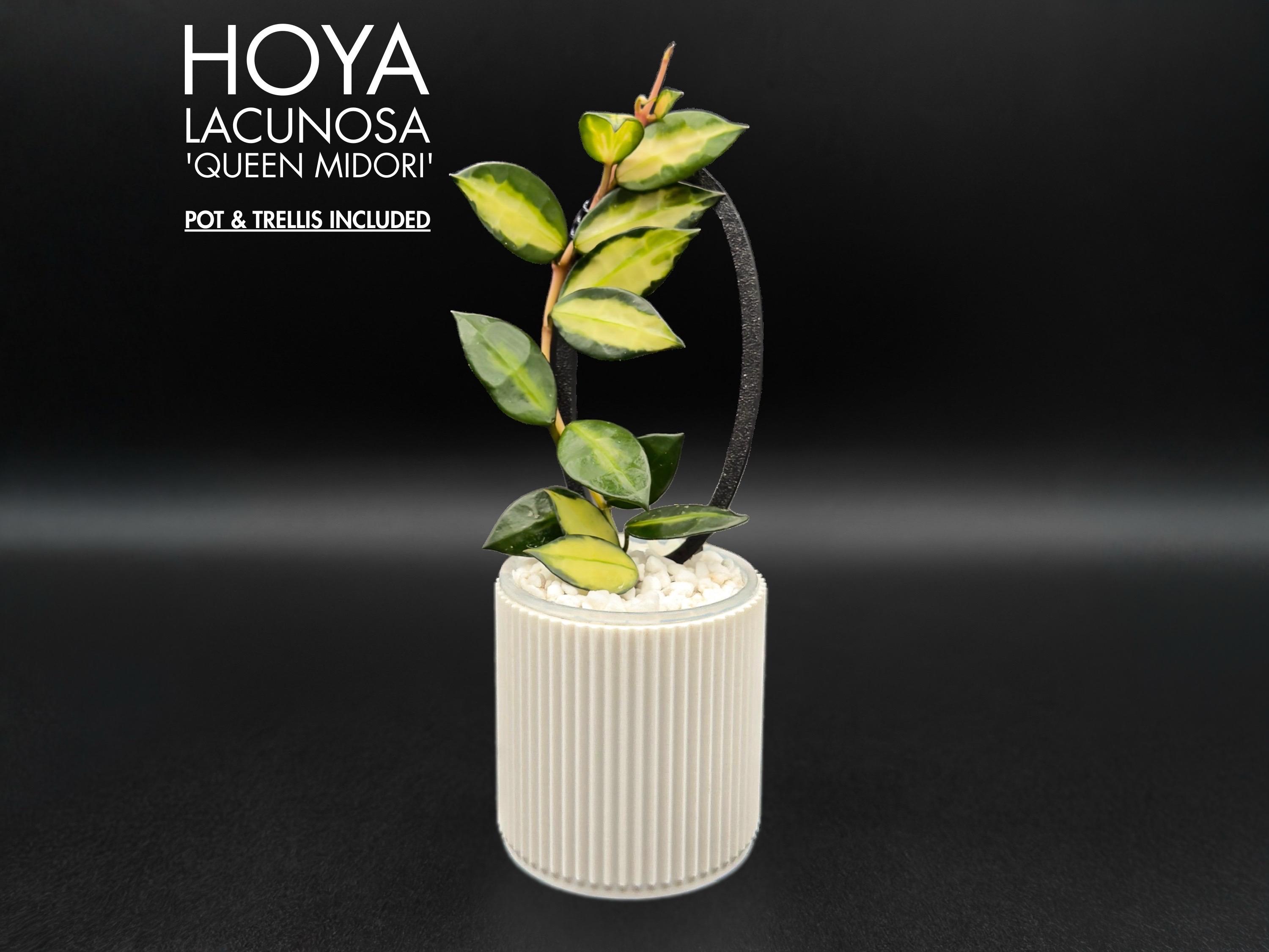 Hoya Lacunosa Queen Midori - Etsy