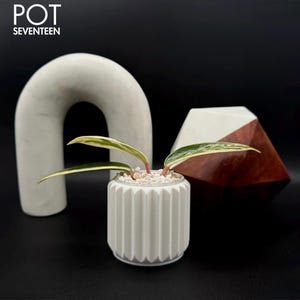 May include: A small white ceramic pot with a plant, small white stones, and a geometric design. The pot is in front of a white arch and a geometric wooden sculpture. The text "POT SEVENTEEN" is at the top.