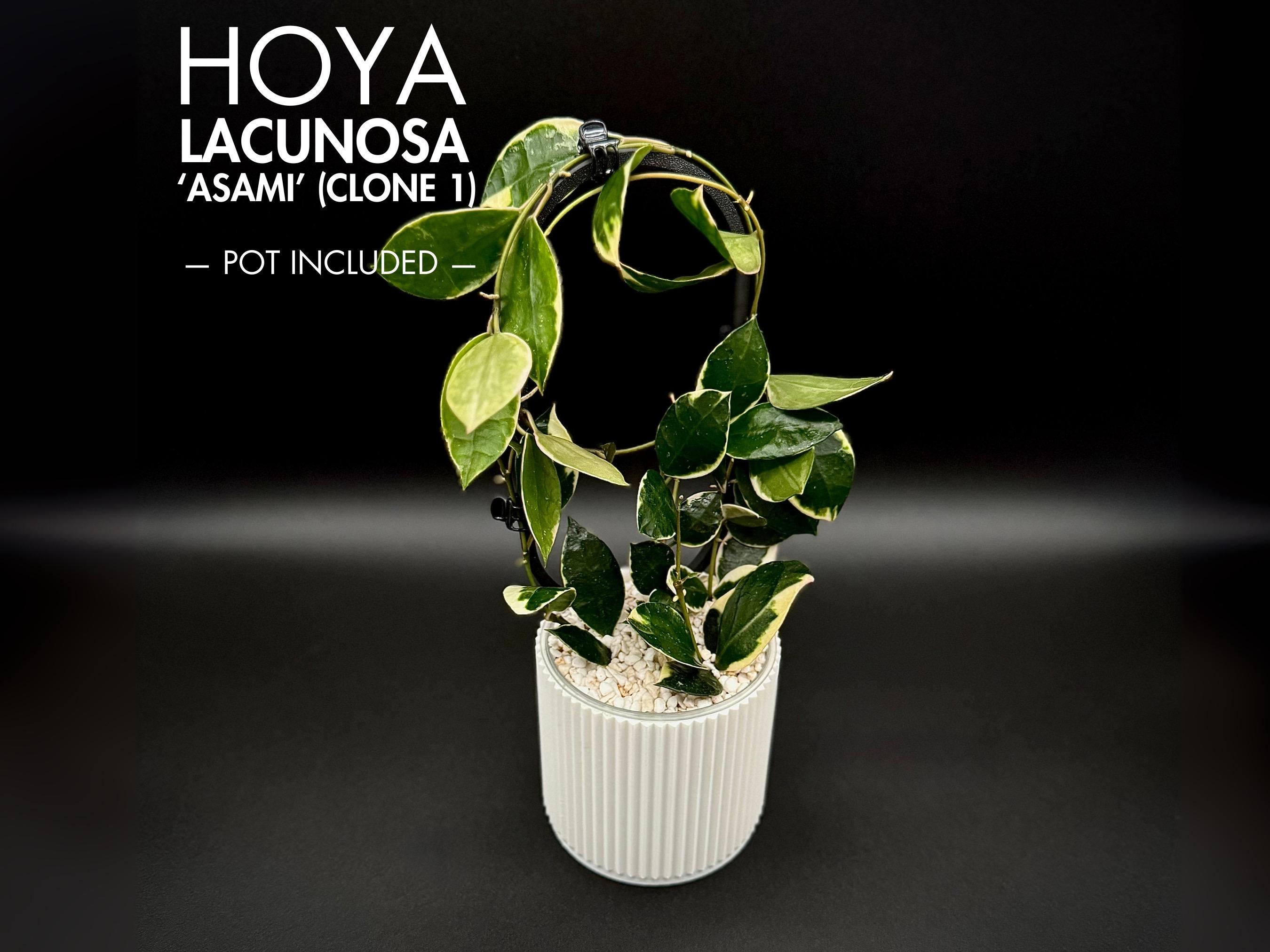 アラサス、オクマ Hoya Lacunosa 'Asami' Albomarginata (HLAA1) 🌱 – Next World Exotics