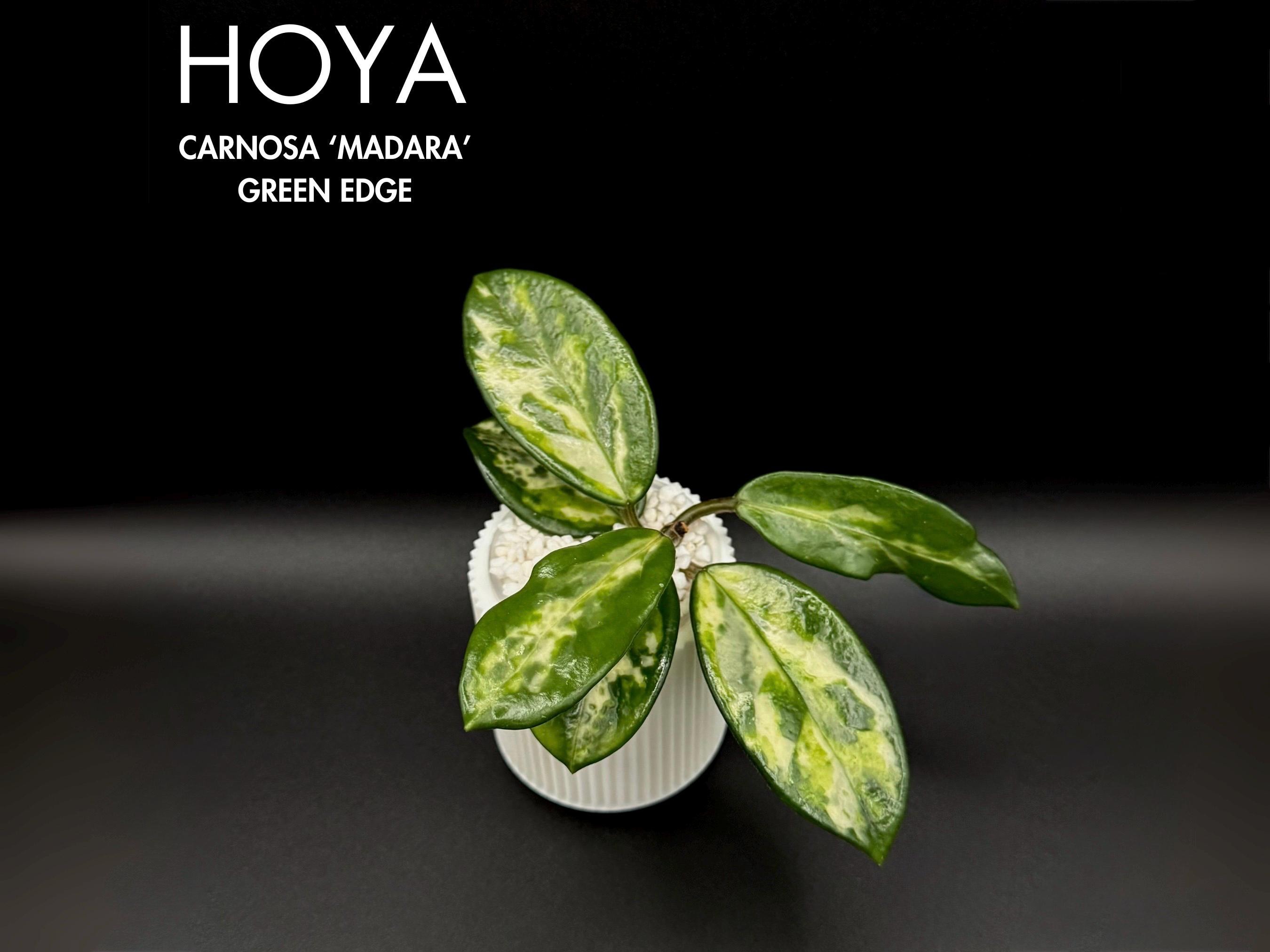 Hoya Carnosa Madara Green Edge — Rooted Cutting of Rare Variegated