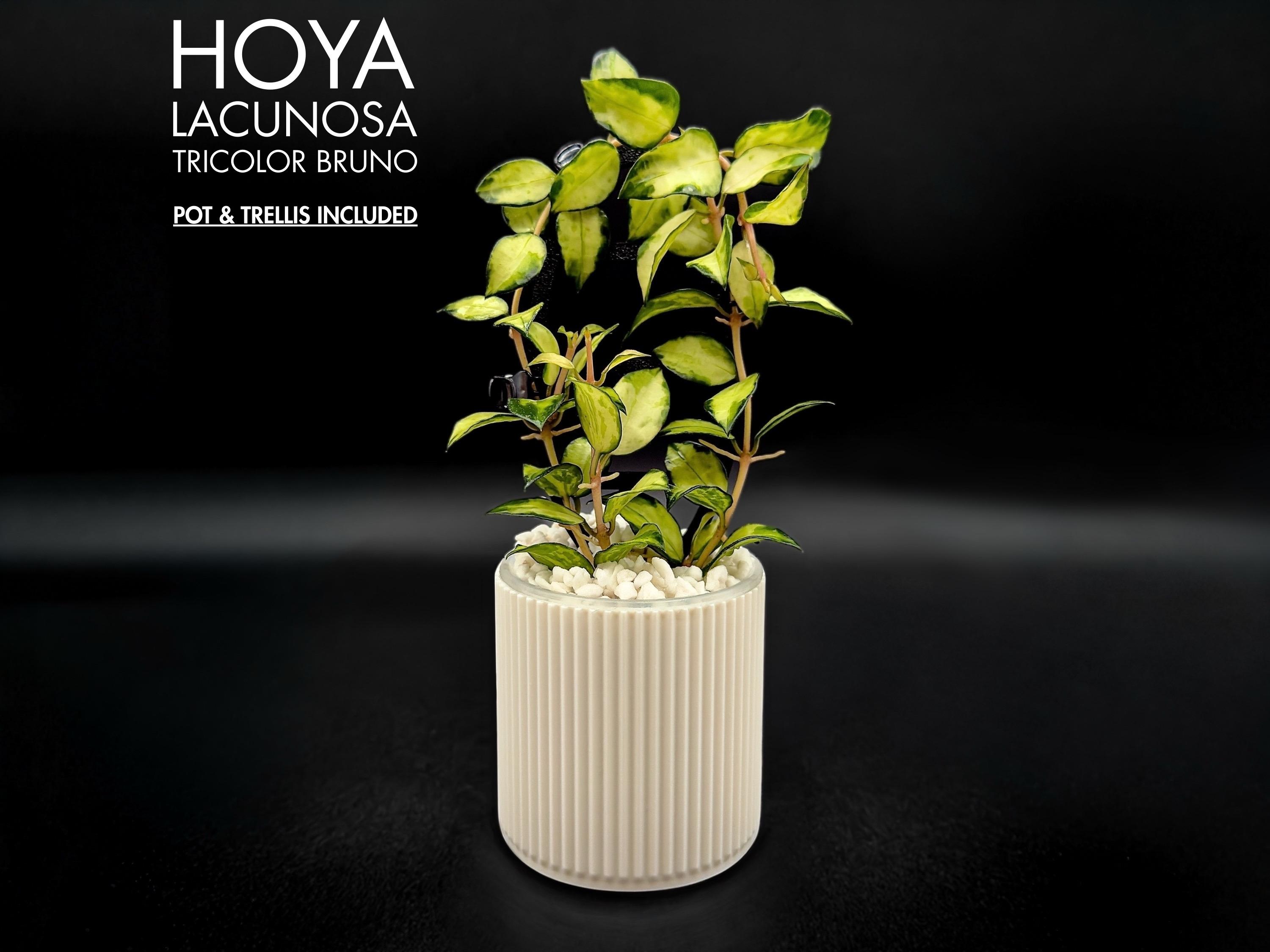 Hoya Lacunosa Tricolor Bruno Rare Variegated Live Plant With Pot