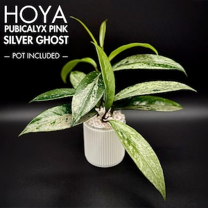 Hoya Pubicalyx Pink Silver Ghost Live Plant