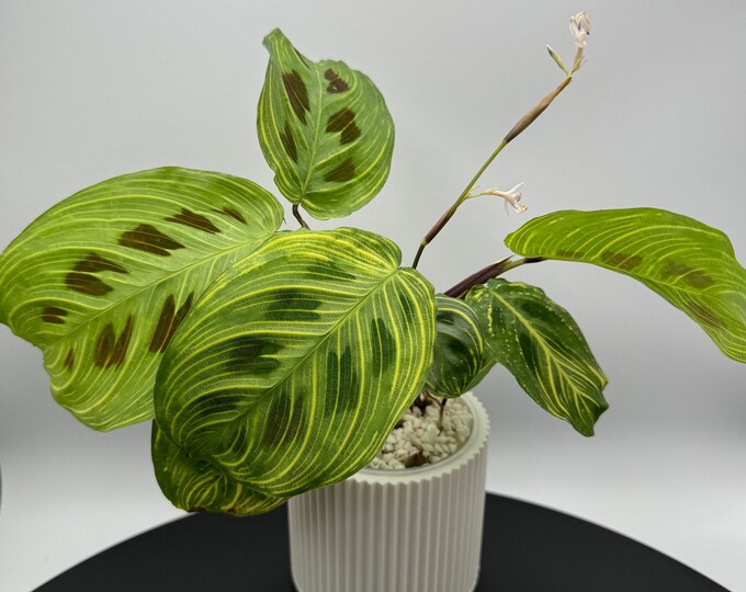 Rare Maranta Light Vein - Exact Plant Pictured | VADA Plants Collection ...