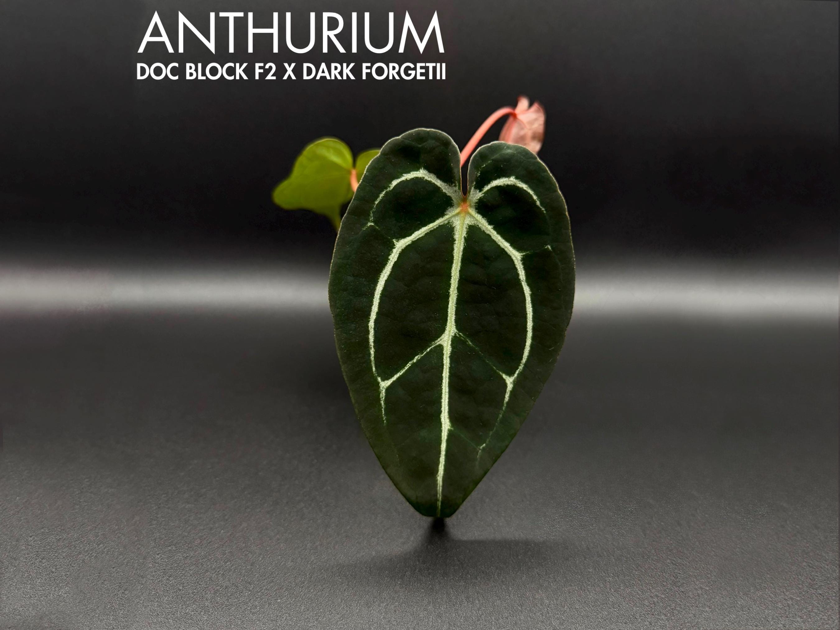 Anthurium Doc Block Michelle - Etsy Anthurium Doc Block Michelle - Etsy