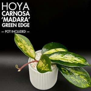 Hoya Carnosa 'madara' Green Edge — Rooted and Actively Growing - Etsy