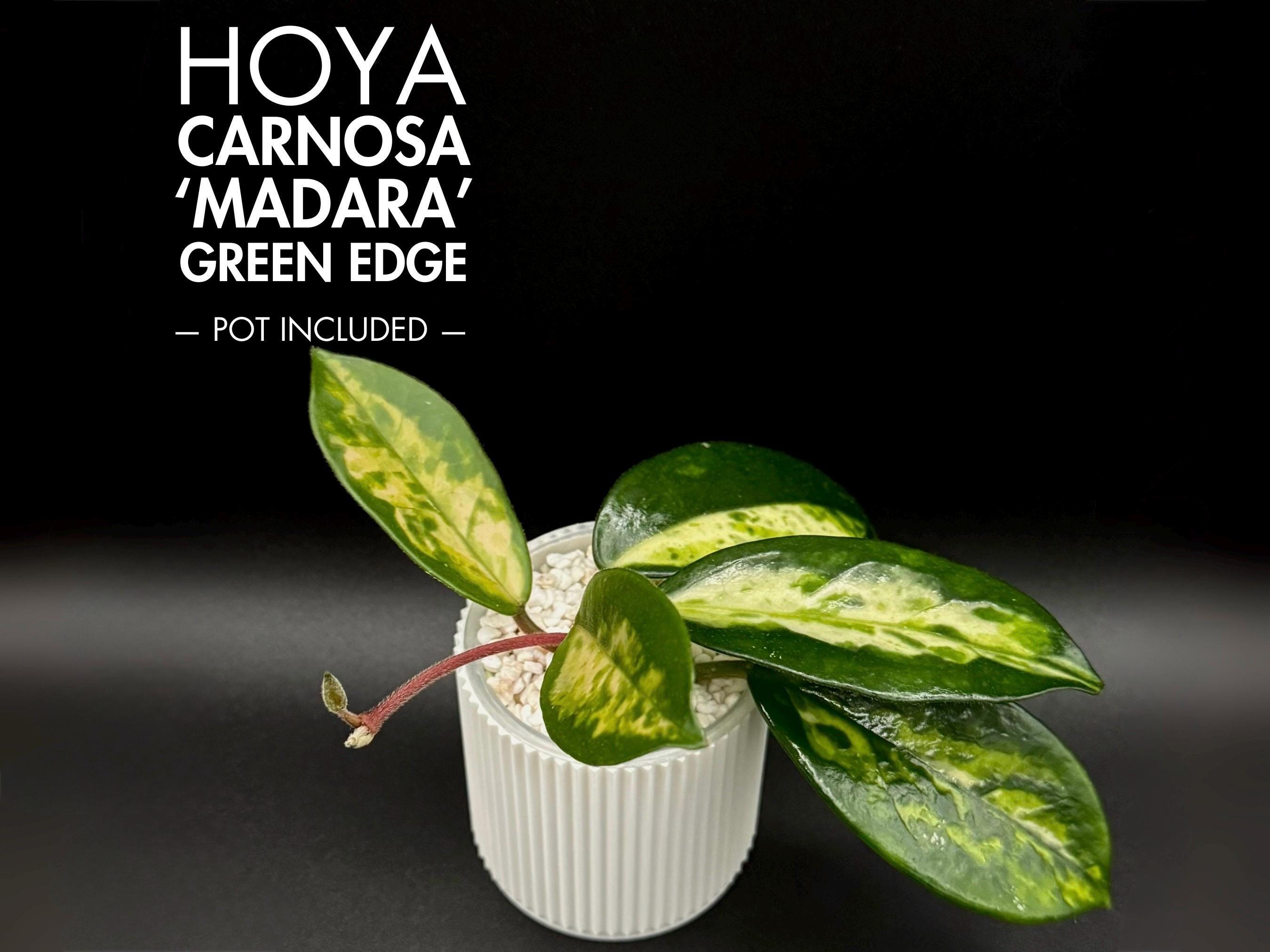 Hoya Carnosa 'madara' Green Edge — Rooted and Actively Growing - Etsy