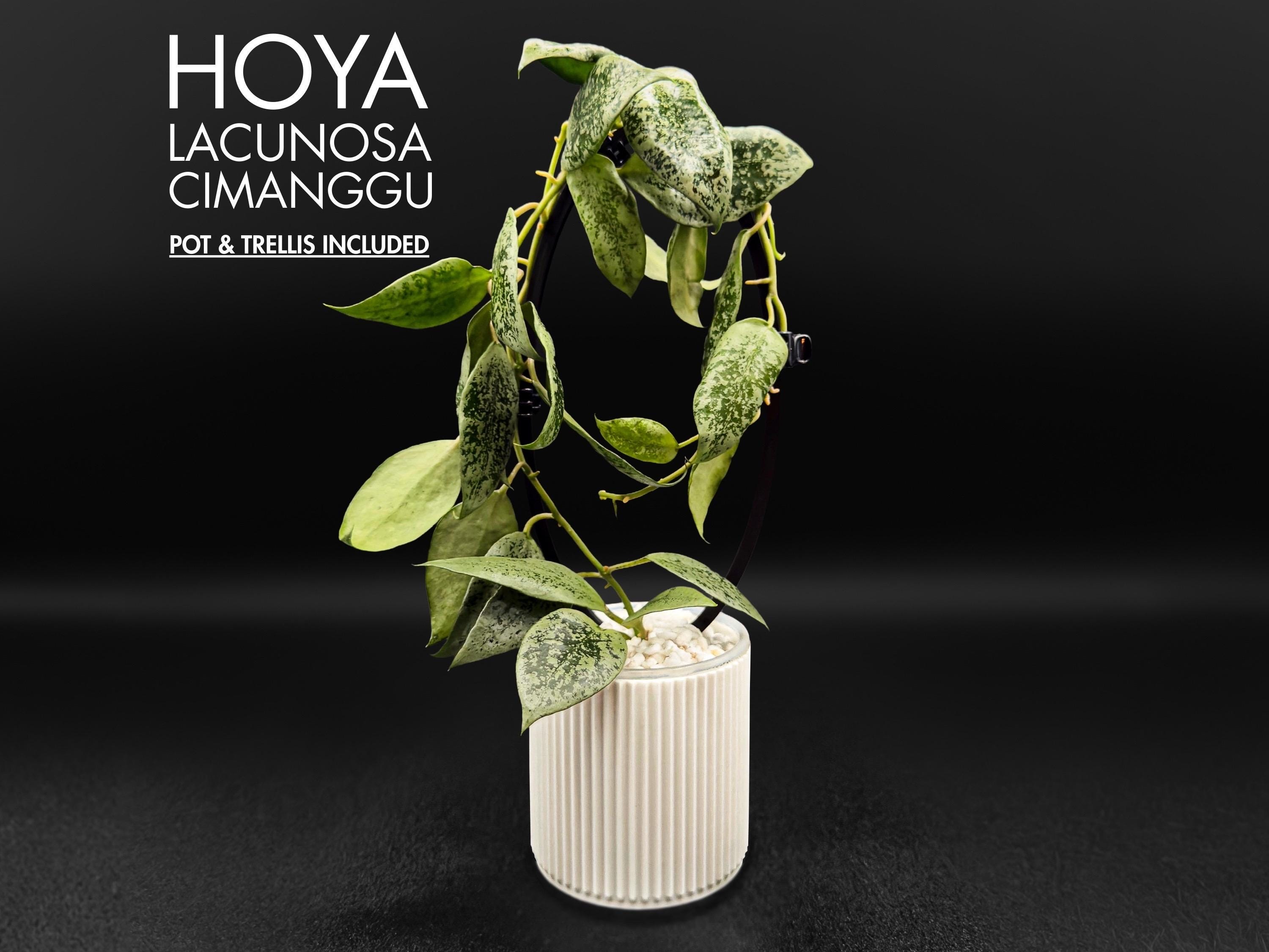 Hoya Lacunosa Cimanggu Rare Live Houseplant - Etsy