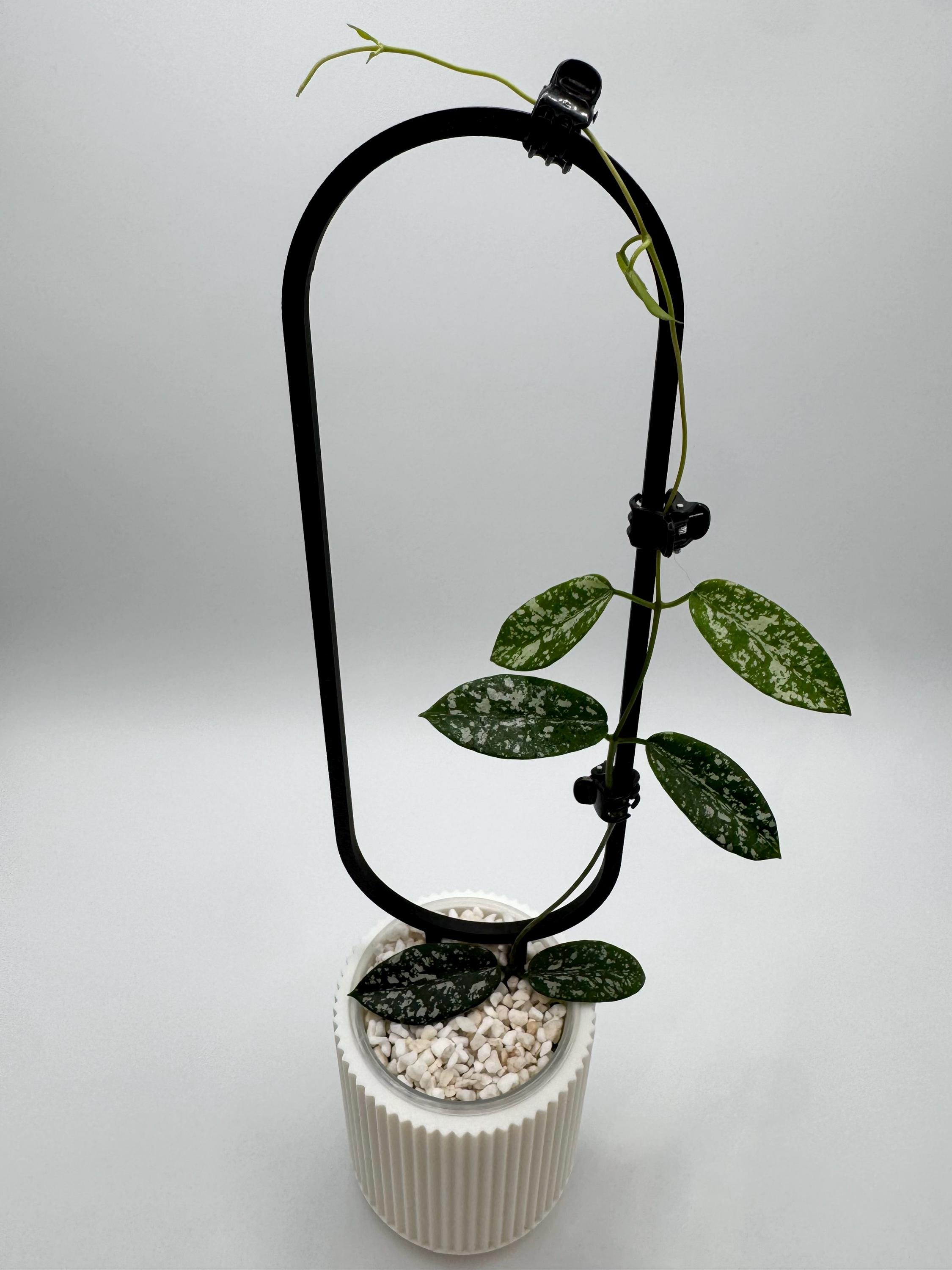 Hoya Sungwookii | FKA Hoya Sp Hon Thom | Rare Exotic Plant