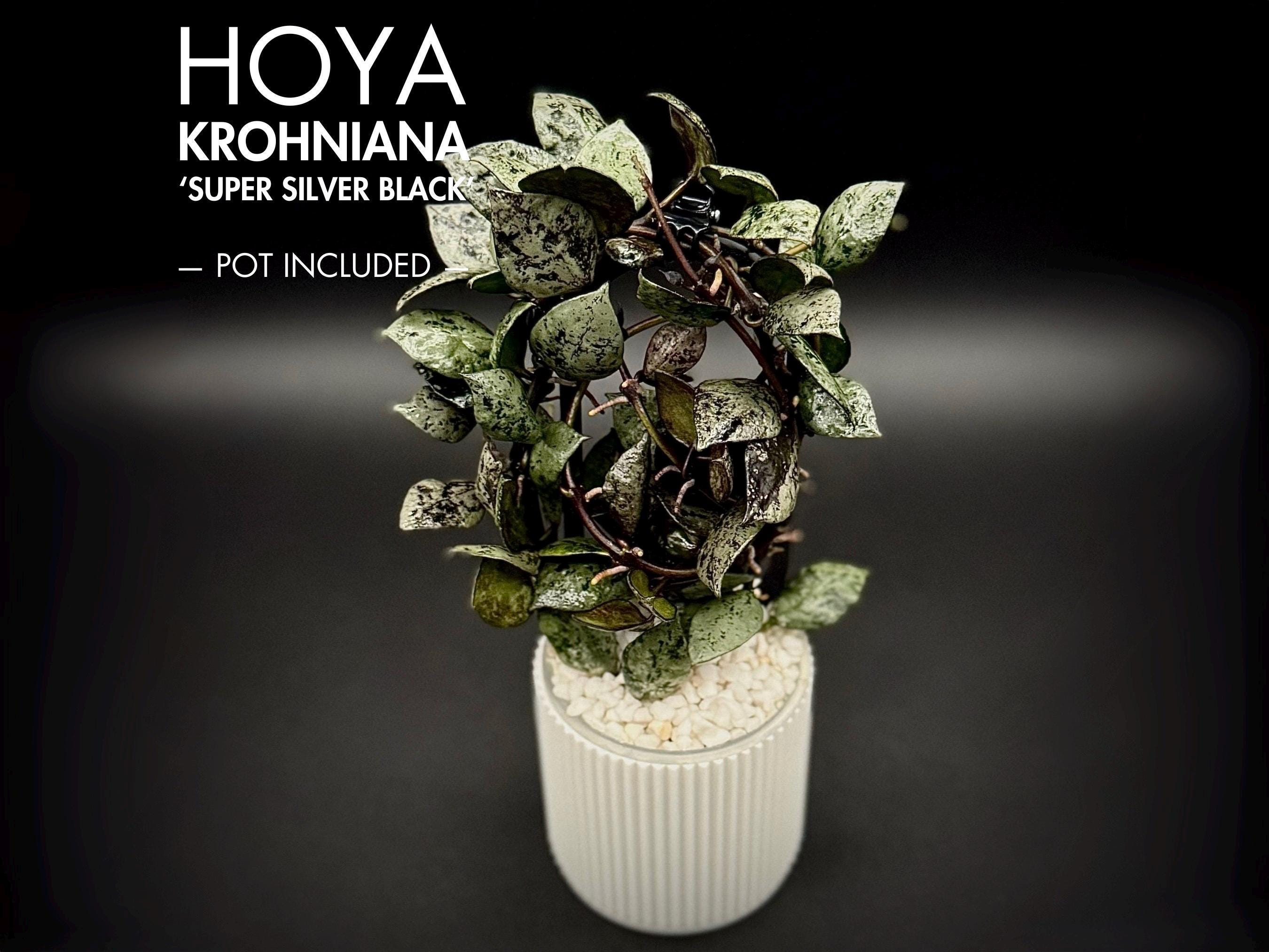 Hoya Rare Plant Krohniana Super Silver Black - Etsy