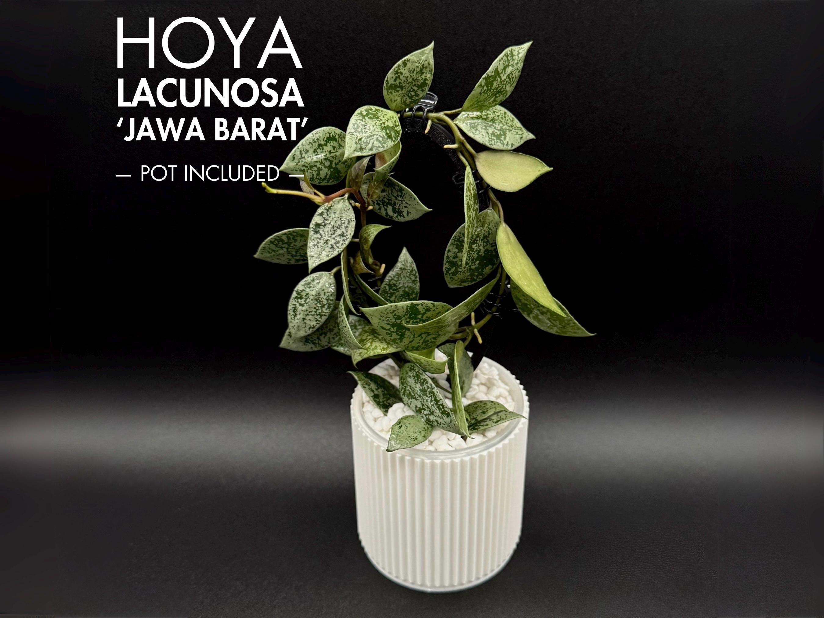 Rare Hoya Lacunosa Plant 'jawa Barat' - Etsy