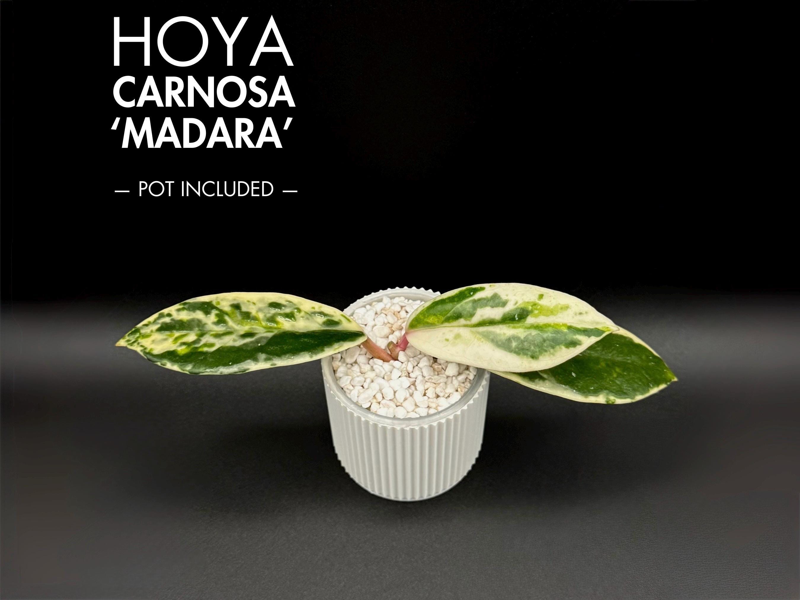 Hoya Snow Angel - Etsy