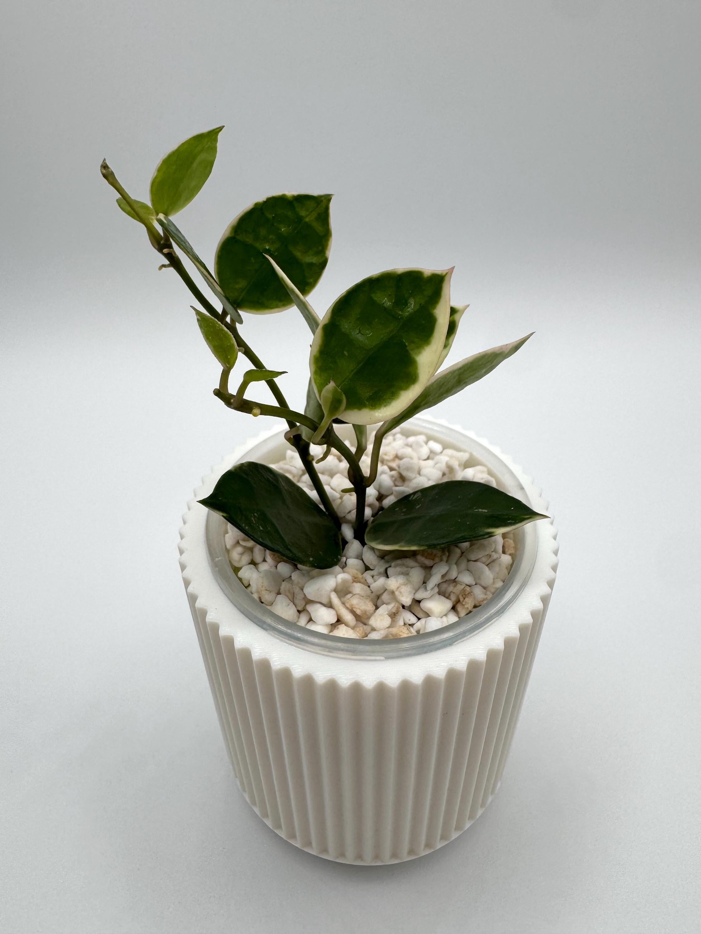 Rare Hoya Lacunosa 'asami' (clone 1) | Rare Variegated Houseplant