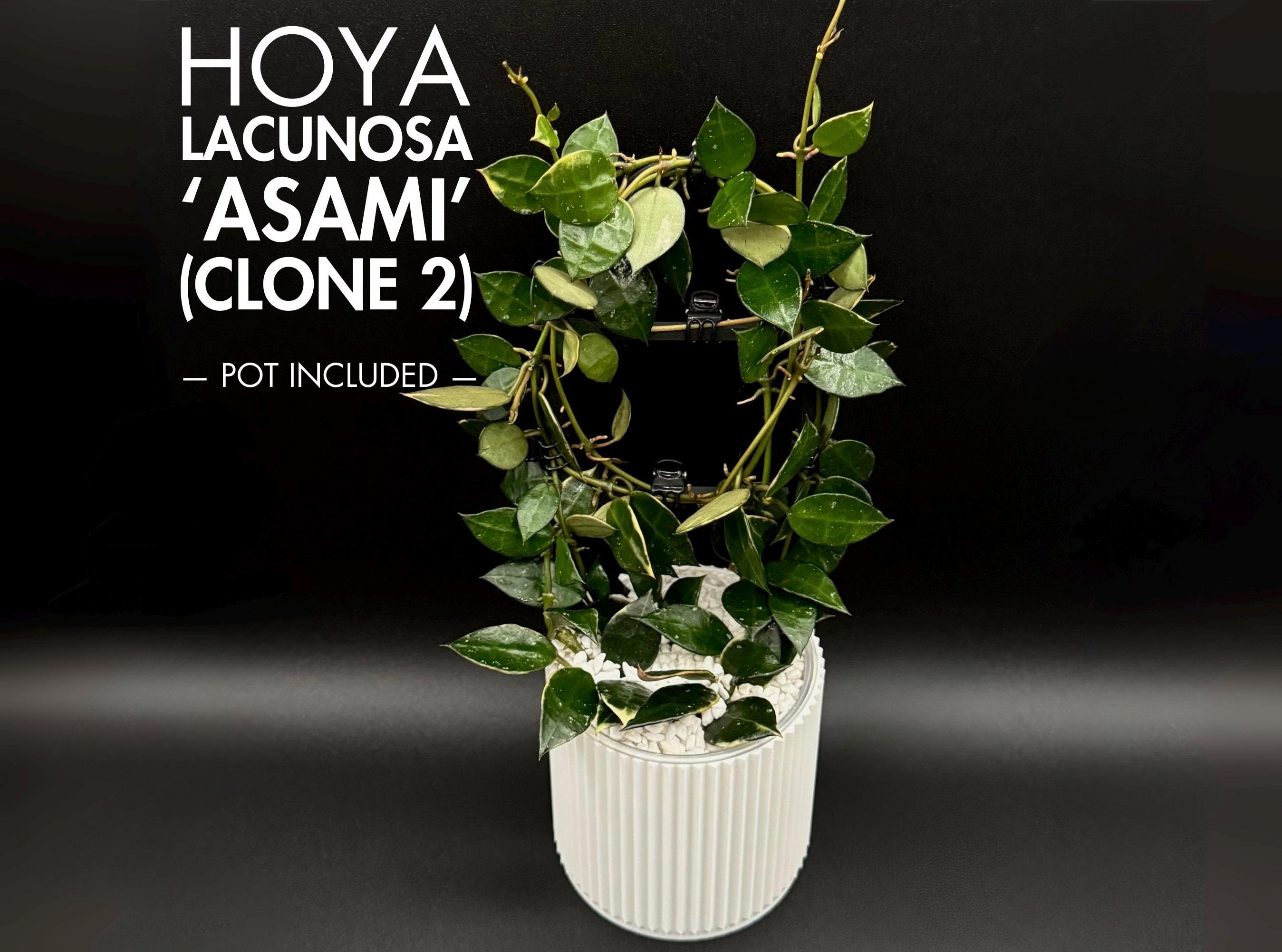 Variegated Hoya Lacunosa 'asami' (clone 2) - Etsy