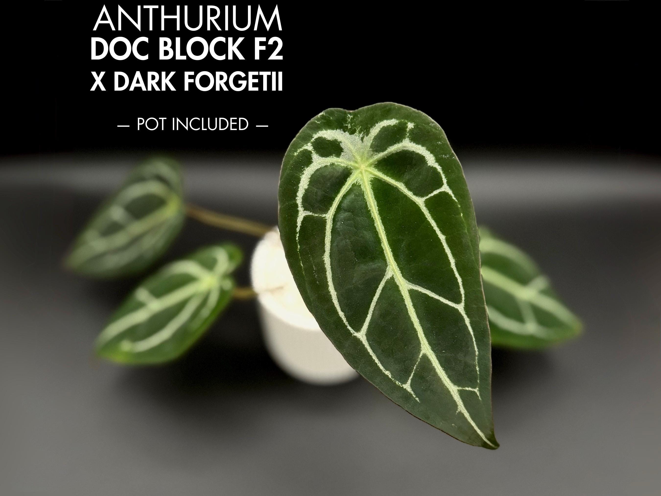 Anthurium Doc Block F2 X Dark Forgetii Plant - Etsy