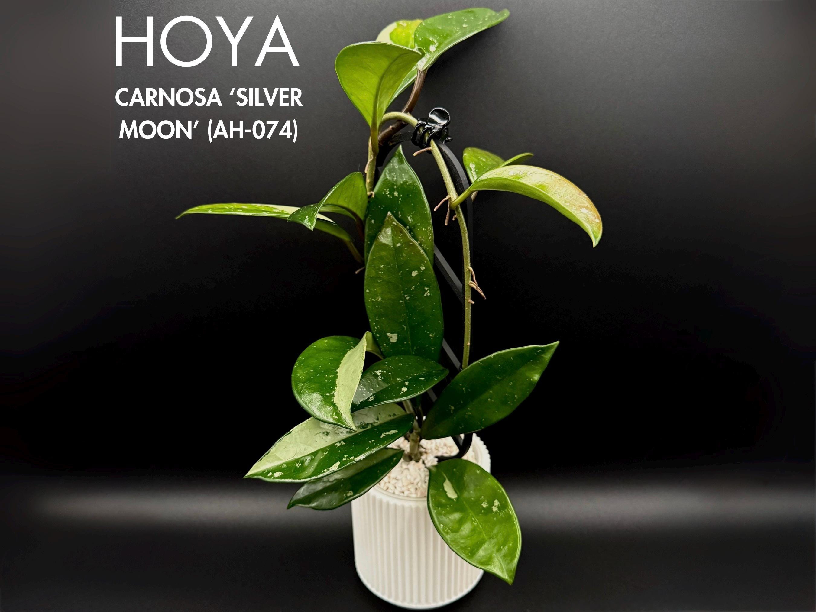 Hoya Plant Carnosa 'silver Moon' (AH-074) — Rare Silver Hoya