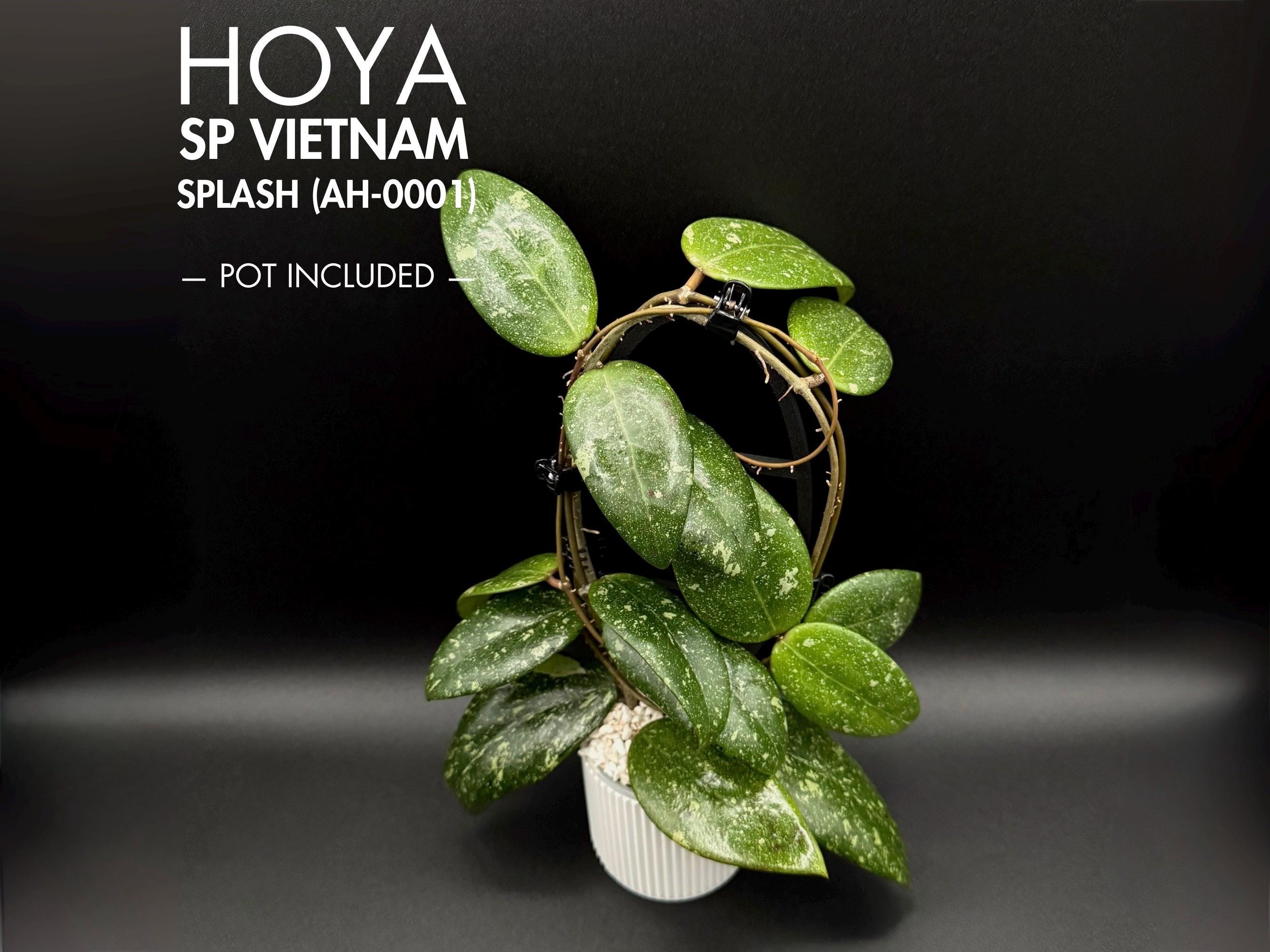 ☆TO☆ホヤコレクション Hoya sp.（A.B.G. NG-12）サクララン 3号苗 花