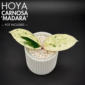 Hoya Carnosa Madara Snow Angel Variegated - Etsy