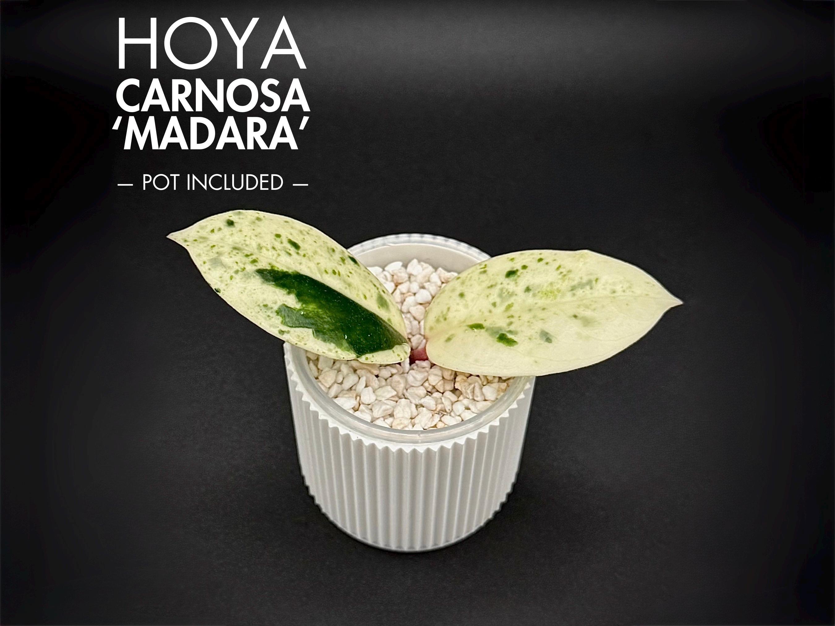 Hoya Carnosa Madara Snow Angel Variegated - Etsy