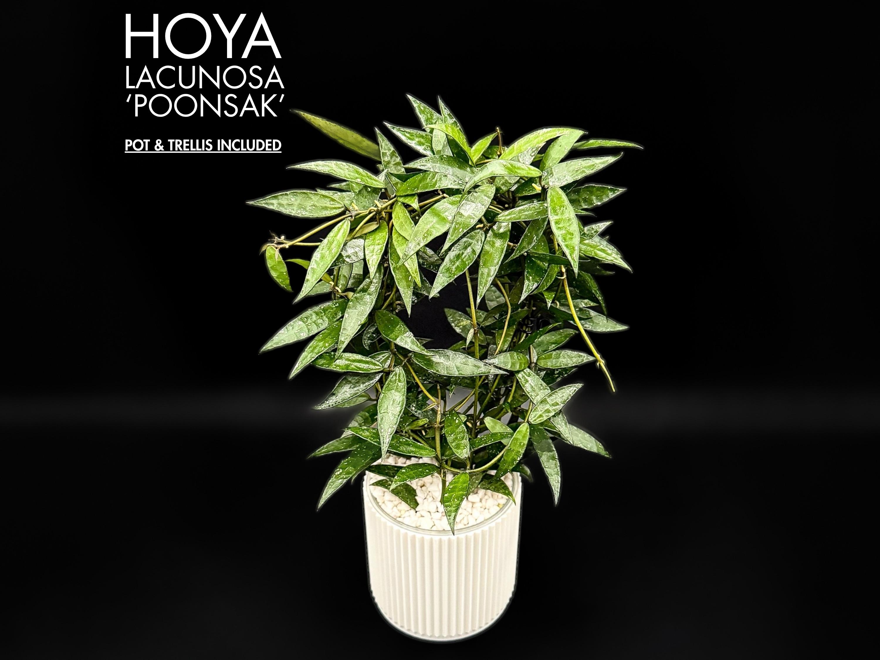 Hoya Lacunosa Poonsak Rare Small Leaf Houseplant - Etsy