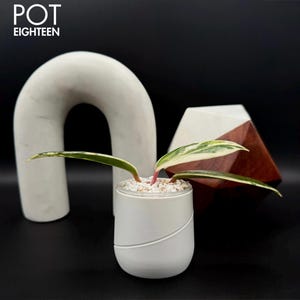 May include: A white ceramic planter with a diagonal design, holding a small plant with green and white leaves. A large, curved white sculpture and a geometric wooden and white sculpture are in the background. The text "POT EIGHTEEN" is at the top.