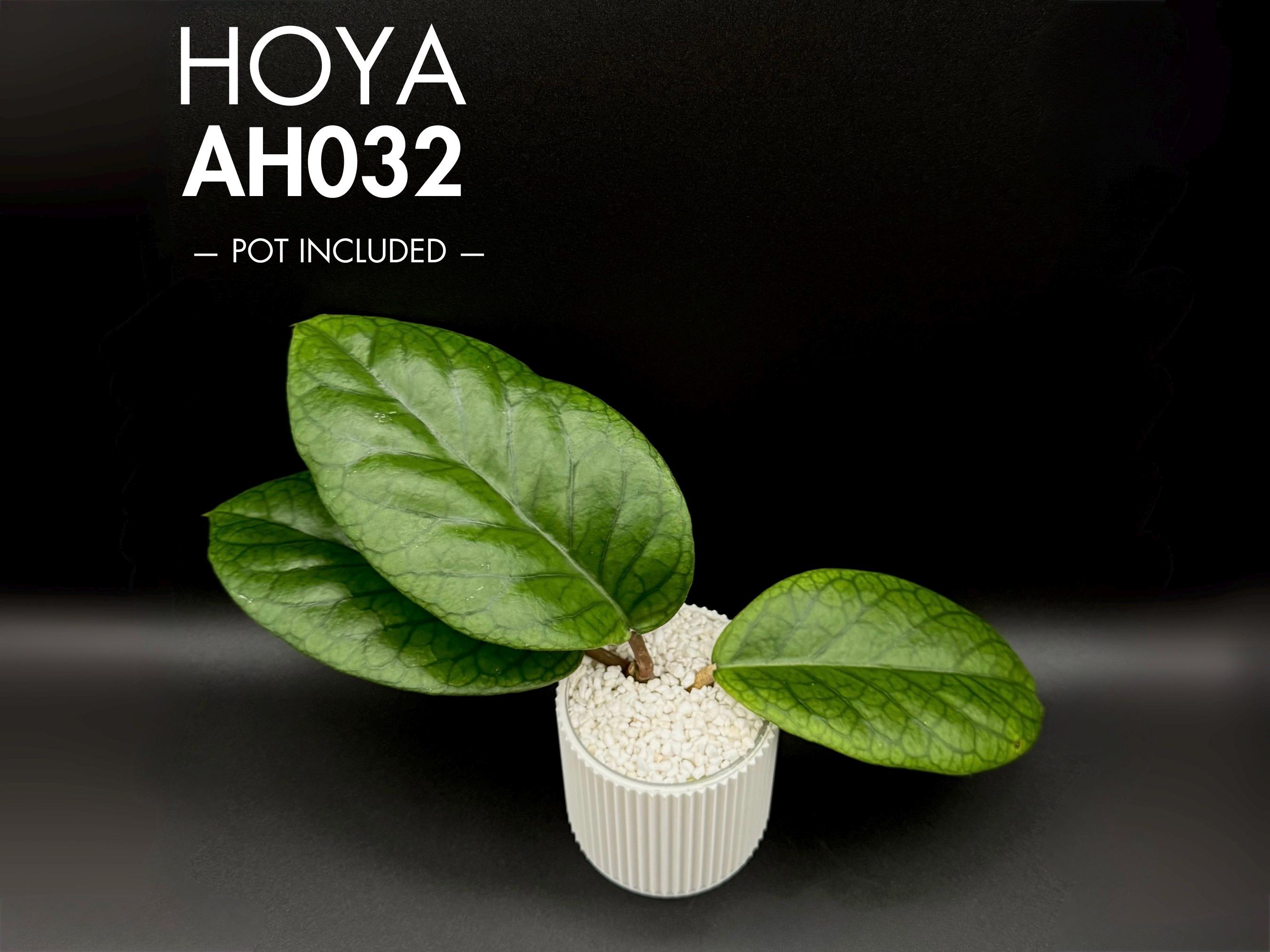 Hoya Plant AH032 - Rare Large Leaf Live Hoya - Etsy