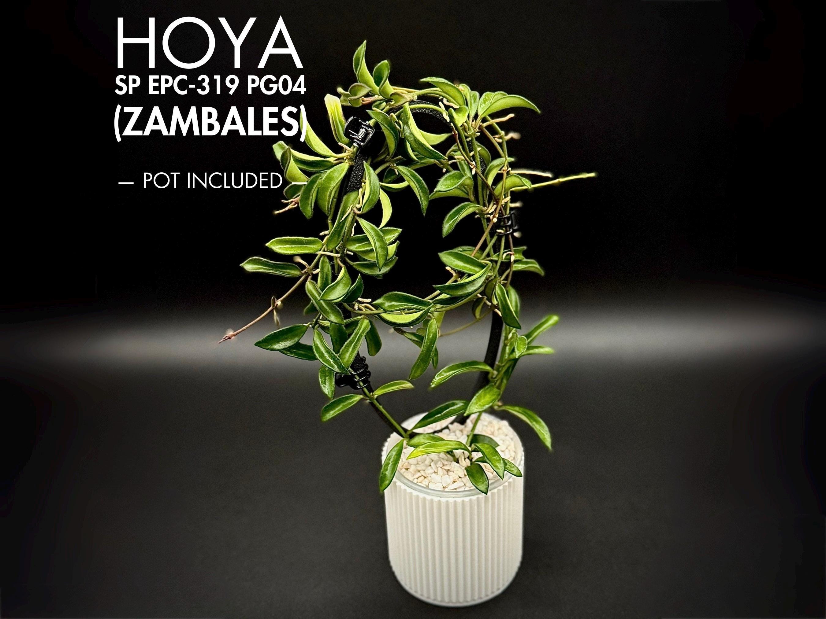 Hoya Sp EPC319 PG04 (zambales) Rare Houseplant - Etsy