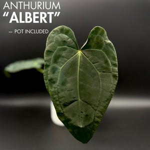 Anthurium Doc Block F2 x (Luxurians x Forgetii)
