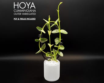 US Seller - Hoya Carnosa Madara 'snow Angel' - Etsy