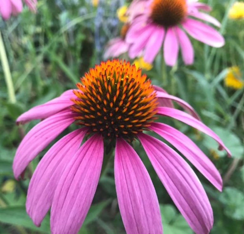 200 Purple Coneflower Seeds Purple Coneflower Seeds Natural Echinacea