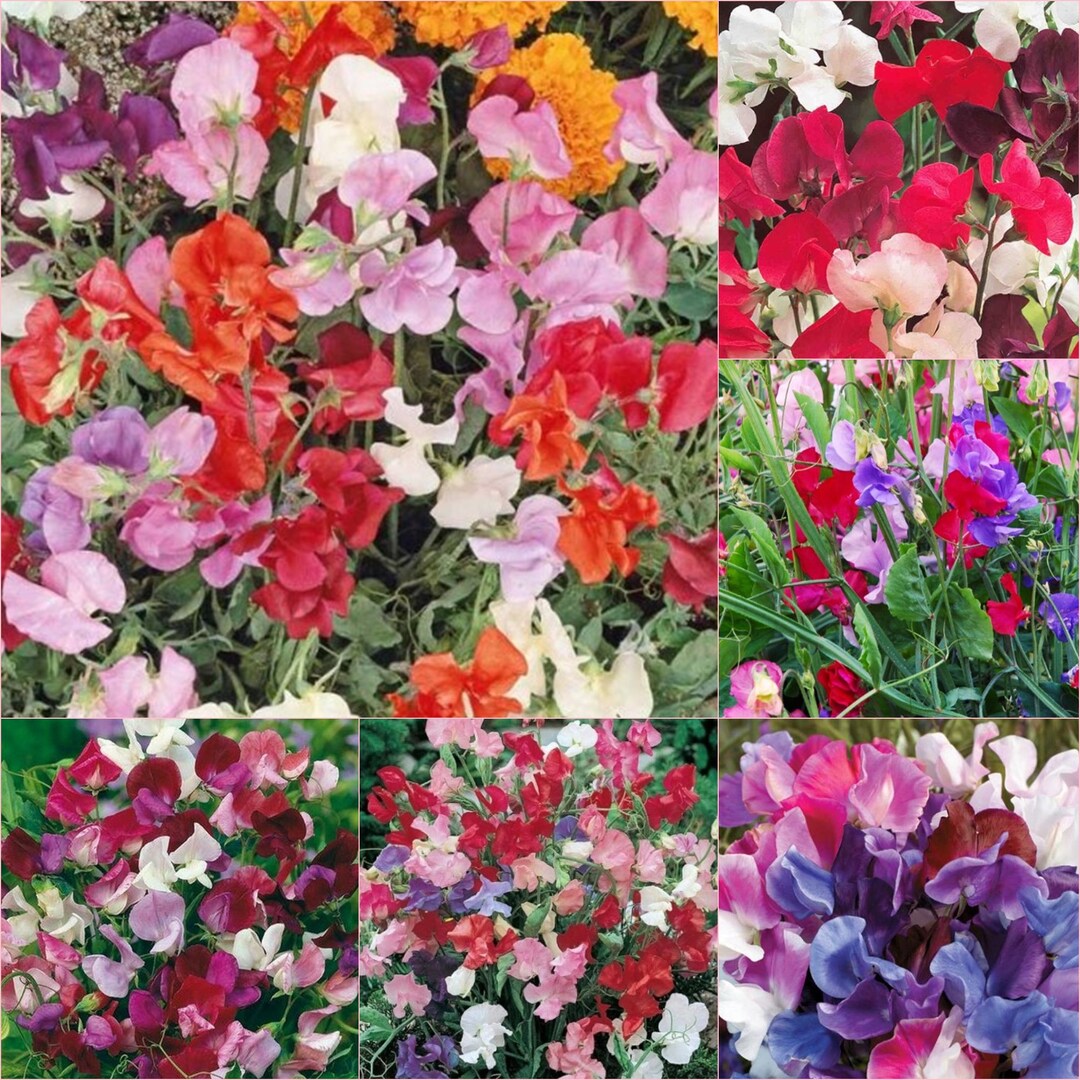 50 Seeds of Knee High Sweet Pea Heirloom Flower Seeds for Garden