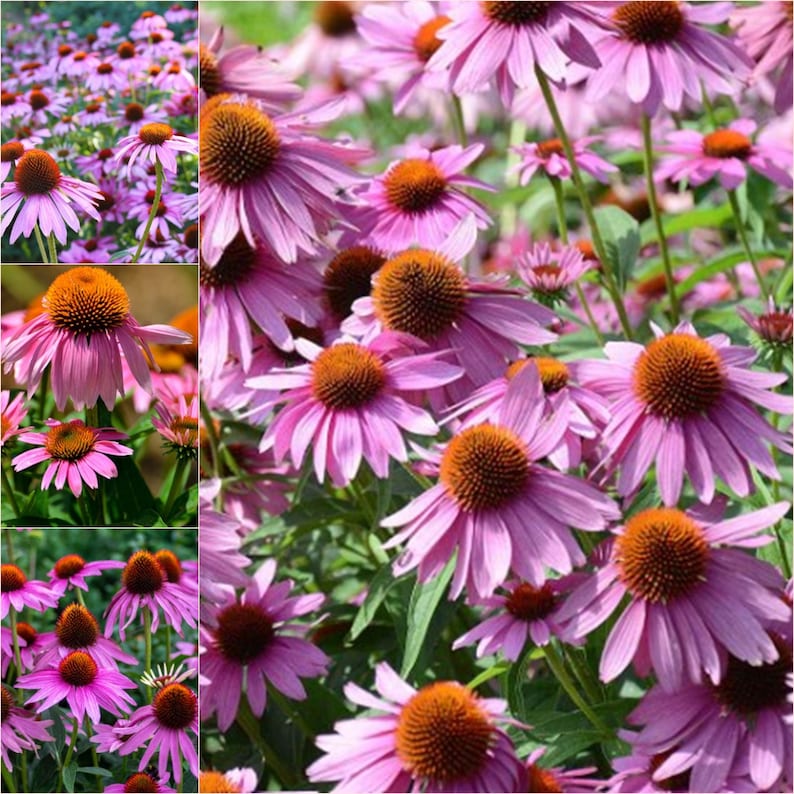 200 Purple Coneflower Seeds Purple Coneflower Seeds Natural Echinacea