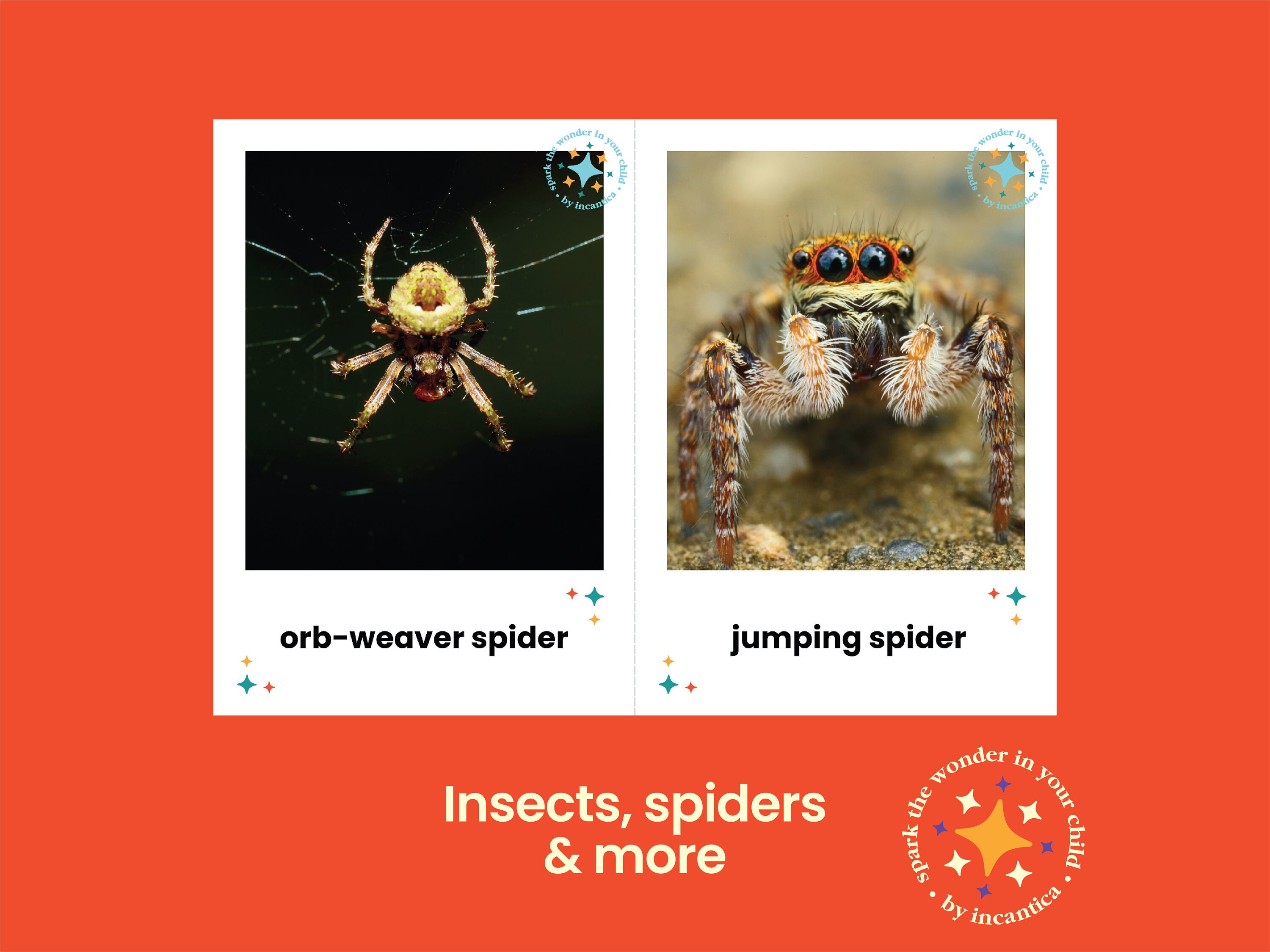 Exploror Cartoon Insects Bug Explorer Flashcards: 50 Realistic Insect Images (instant Download ...