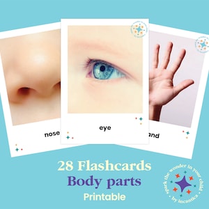 Körperteile Karteikarten Set: 28 Karten, Fotografische Bilder, Anatomie lernen, Interaktives Lernen, Sofort Download! Montessori-inspiriert