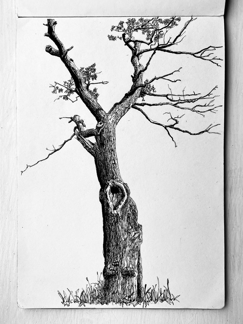 Tree Trunk Ink A Thirsty Oak Ink on Paper - Etsy