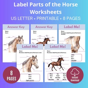 Label The Parts Of The Horse, Horse Camp Activity, Horse Knowledge, Horse Education, Horse Anatomy, Horse Activity Page