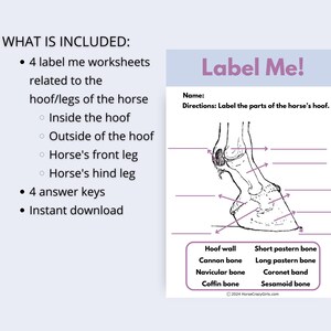 Horse Anatomy Worksheets, Hoof & Leg Labeling Activity (digital ...
