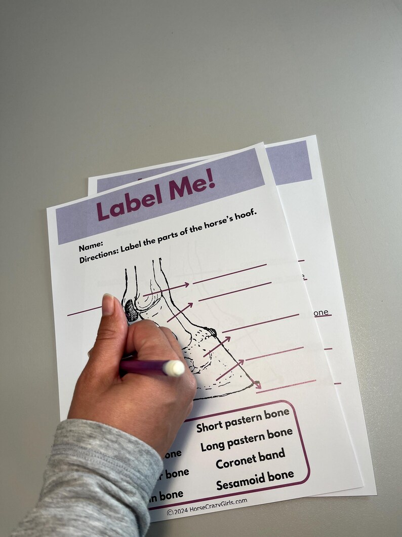 4 Label the Hoof/parts of the Horse's Leg Worksheets - Etsy