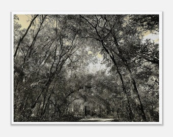 Central Florida Forest in Vintage B&W, Lake County, Florida, Canvas Wall Art