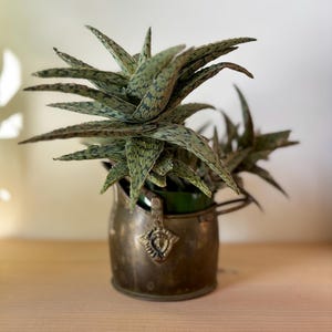 May include: A succulent plant with green and white speckled leaves in a small, antique brass-coloured pot. The pot has a handle and decorative emblem. The pot sits on a wooden surface.