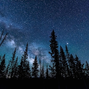 May include: Silhouette of tall pine trees against a dark blue night sky with a bright band of the Milky Way galaxy visible.