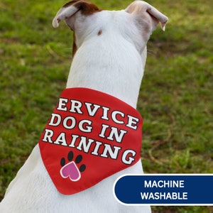 K&ouml;nnte beinhalten: Ein rotes Halstuch mit wei&szlig;em Text "SERVICE DOG IN TRAINING" wird von einem wei&szlig;-braunen Hund getragen. Das Halstuch zeigt einen schwarzen Pfotenabdruck mit einem rosa Herzen. Die Worte "MACHINE WASHABLE" stehen in einem blauen Oval.