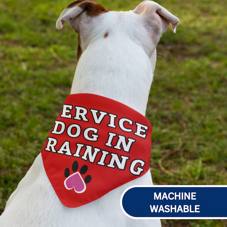 K&ouml;nnte beinhalten: Ein rotes Halstuch mit wei&szlig;em Text "SERVICE DOG IN TRAINING" wird von einem wei&szlig;-braunen Hund getragen. Das Halstuch zeigt einen schwarzen Pfotenabdruck mit einem rosa Herzen. Die Worte "MACHINE WASHABLE" stehen in einem blauen Oval.