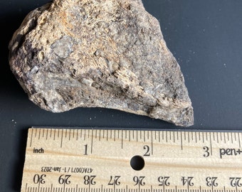 Dinosaur Bone