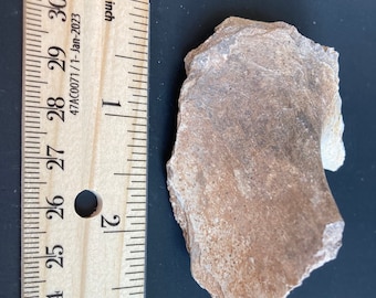 Real Dinosaur Bone