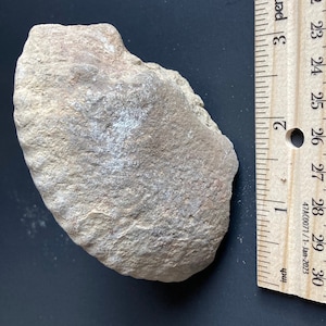 Jurassic Ammonite Fossil