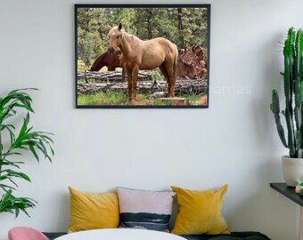 Wild Horses at Kaibab National Forest